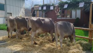 ZF Orlanda Barmettler Niklaus  Kgiswil 70B